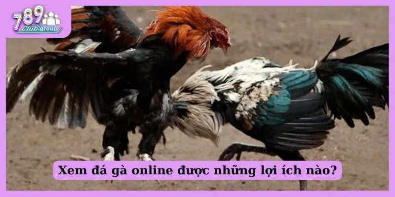 Đá gà Thomo trực tiếp là gì? Lợi ích khi xem đá gà online 2 Xem đá gà online được những lợi ích nào?