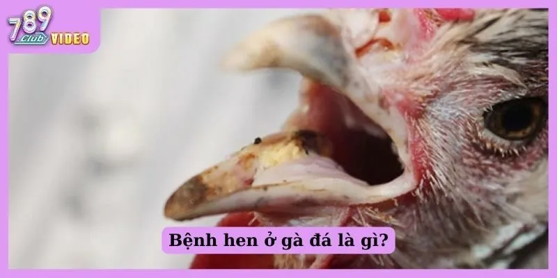 Bệnh hen ở gà đá là gì? Triệu chứng và nguyên nhân điều trị 1 Bệnh hen ở gà đá là gì?