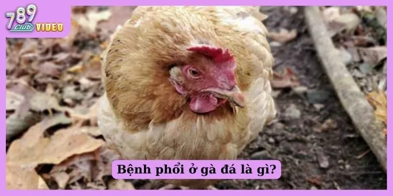 Bệnh phổi ở gà đá - Nguyên nhân và cách điều trị hiệu quả 1 Bệnh phổi ở gà đá là gì?