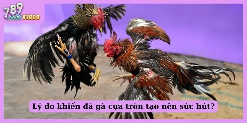 Sức hút của đá gà cựa tròn và mẹo chiến thắng cho tân thủ 3 Lý do khiến đá gà cựa tròn tạo nên sức hút