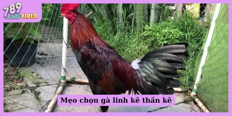 Gà linh kê thần kê là gì? Đặc điểm và phương pháp chăm sóc 3 Mẹo chọn gà linh kê thần kê