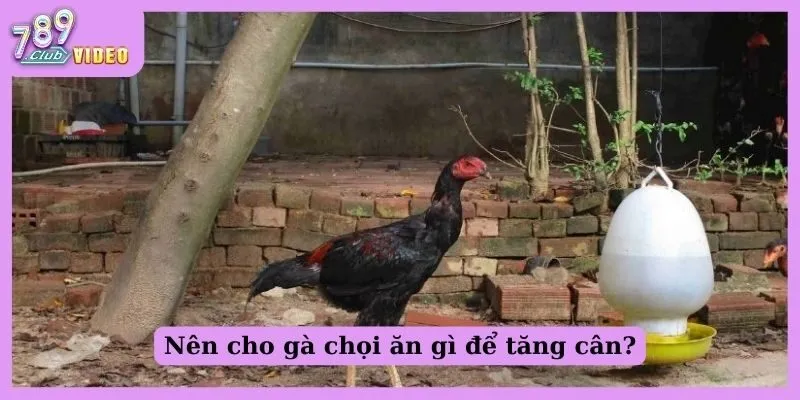 Cho Gà Chọi Ăn Gì Để Tăng Cân, Sức Chiến Đấu Ngon Số Zách? 1 Nên cho gà chọi ăn gì để tăng cân?