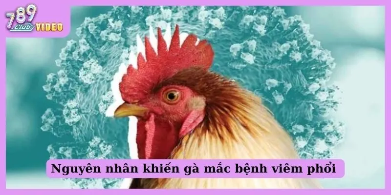 Bệnh phổi ở gà đá - Nguyên nhân và cách điều trị hiệu quả 2 Nguyên nhân khiến gà mắc bệnh viêm phổi