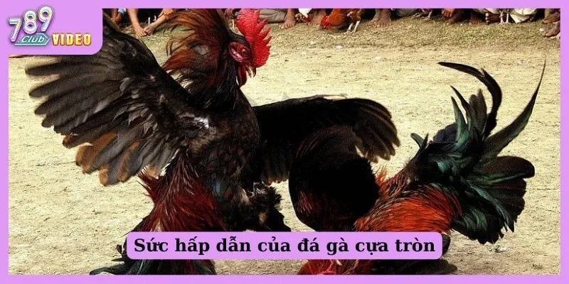 Sức hút của đá gà cựa tròn và mẹo chiến thắng cho tân thủ 1 Sức hấp dẫn của đá gà cựa tròn