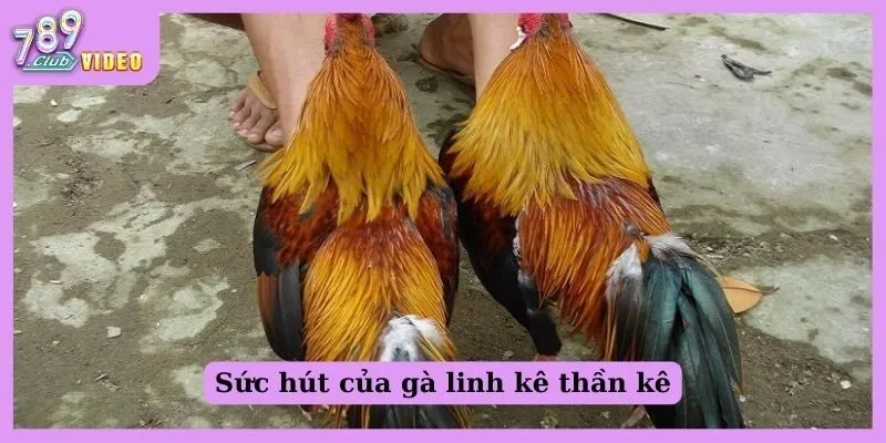 Gà linh kê thần kê là gì? Đặc điểm và phương pháp chăm sóc 1 Sức hút của gà linh kê thần kê