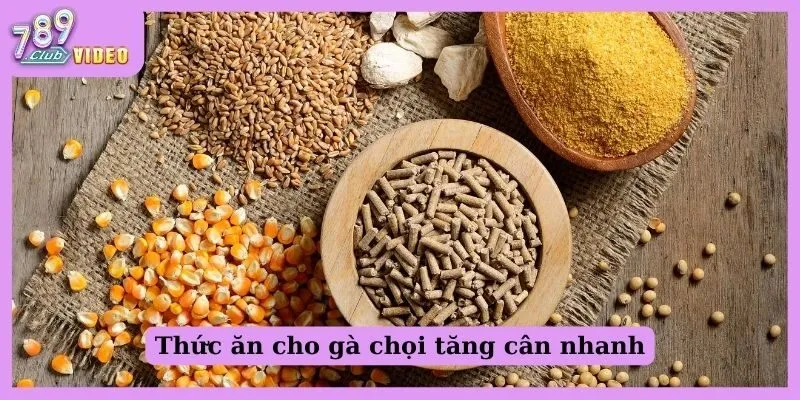 Cho Gà Chọi Ăn Gì Để Tăng Cân, Sức Chiến Đấu Ngon Số Zách? 2 Thức ăn cho gà chọi tăng cân nhanh
