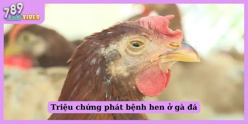 Bệnh hen ở gà đá là gì? Triệu chứng và nguyên nhân điều trị 3 Triệu chứng phát bệnh hen ở gà đá